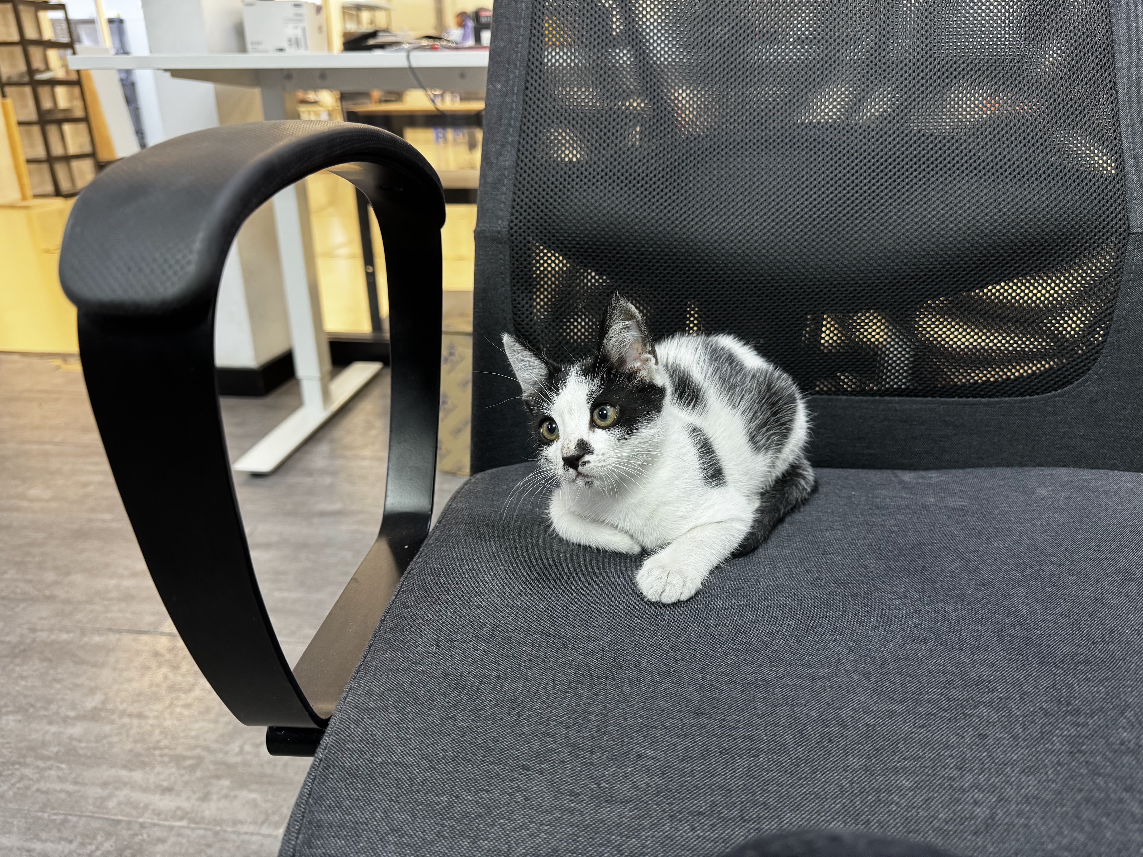 Pico at AirQ